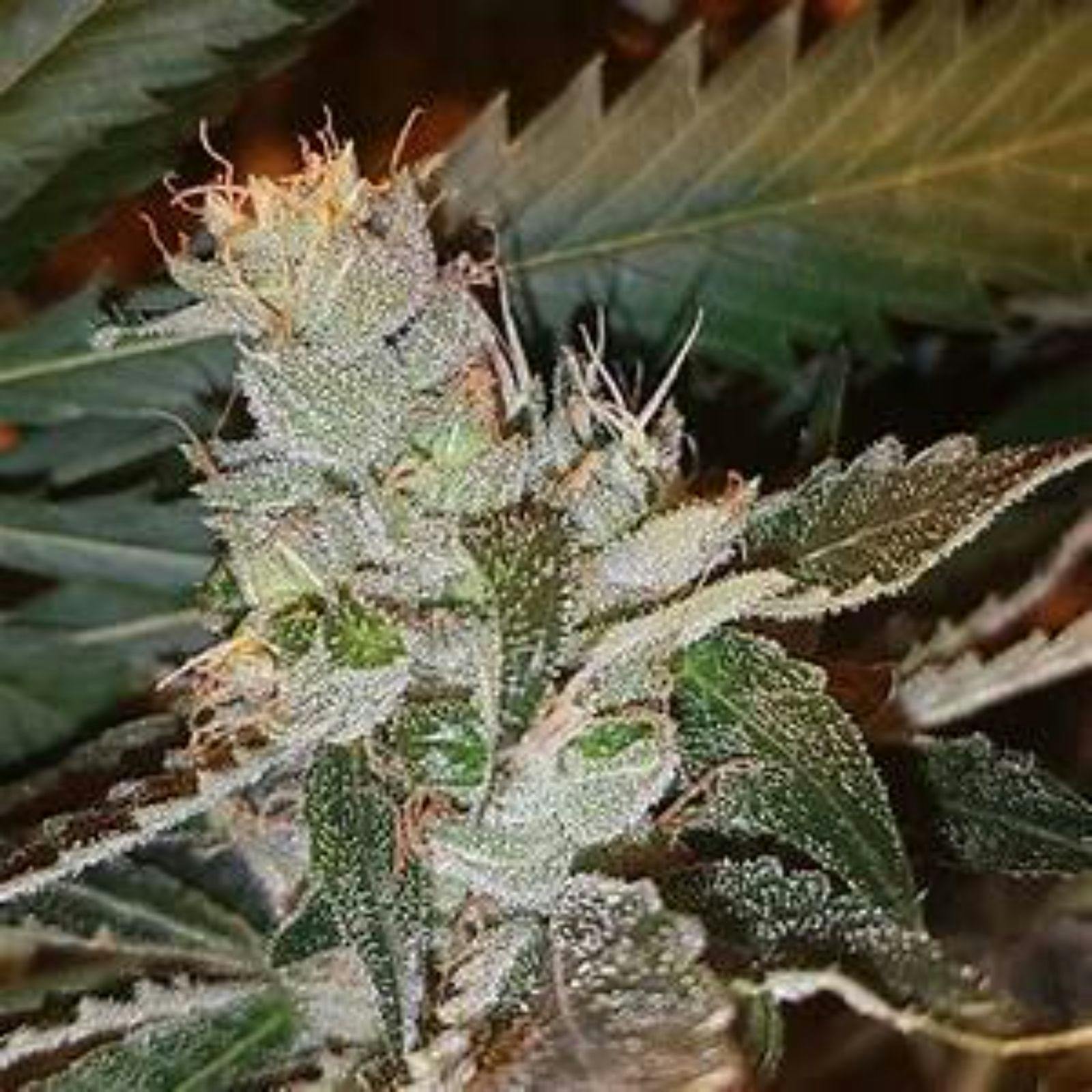 1 (833) SEED USA STRAWBERRY DIESEL SEEDS Leafly
